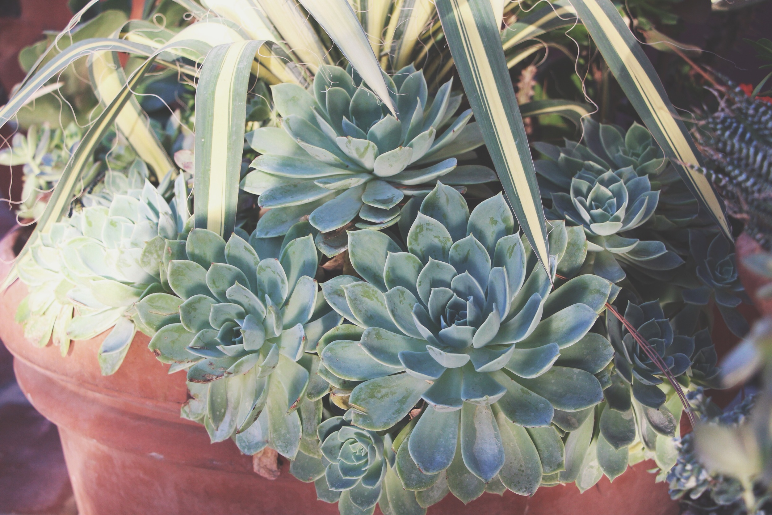 Succulent Sighting: Disneyland :: The succulents of Rancho del Zocalo restaurant in Frontierland at Disneyland Resort in California.&nbsp;&nbsp;&nbsp;